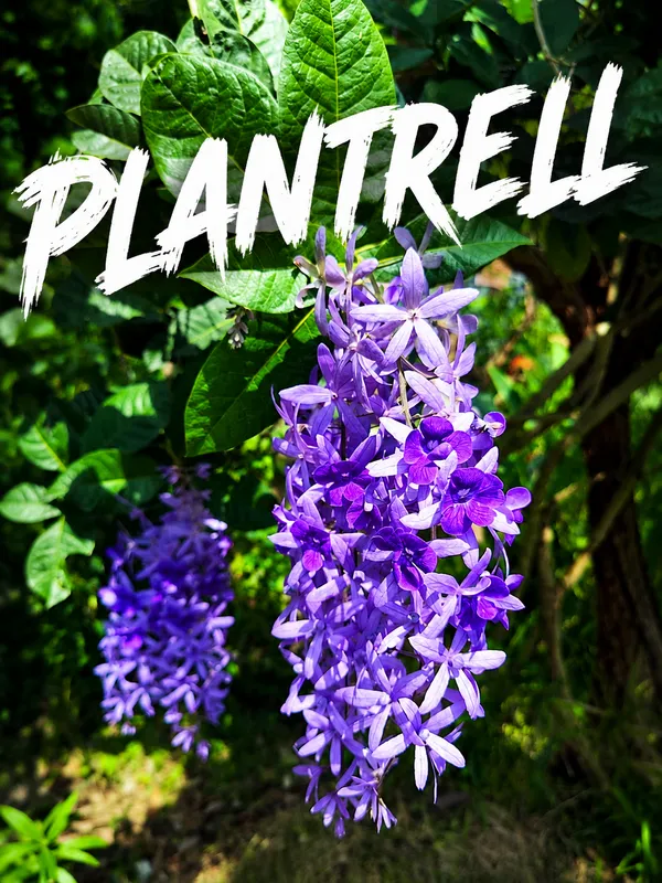 Purple_Wreath_Petrea_Volubilis_Sandpaper_Vine_Flower_Plant