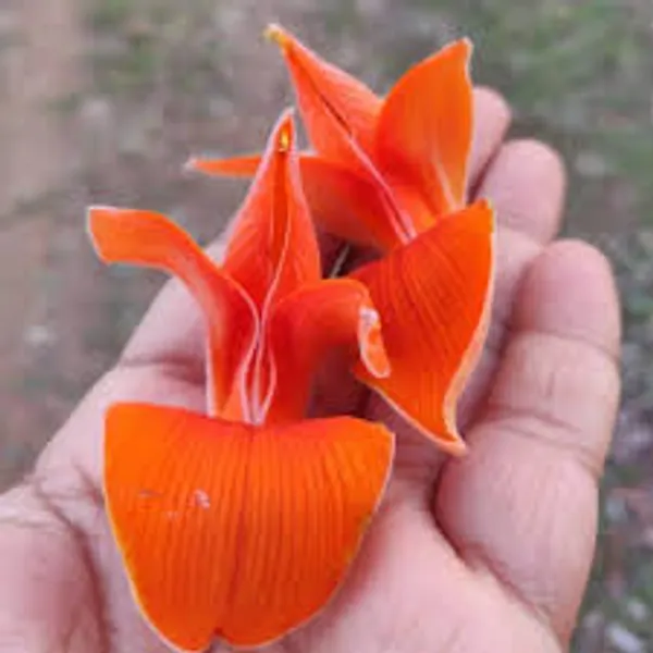 Red_Palash_Flower_Plant_(Flame_of_the_Forest)