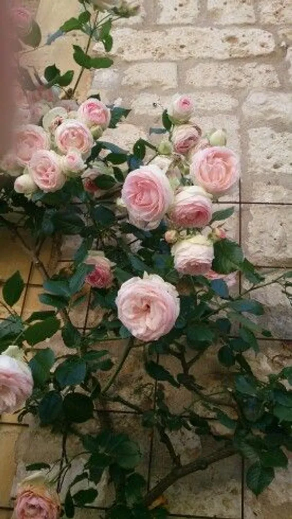 Pink_Climbing_Rose_Plant