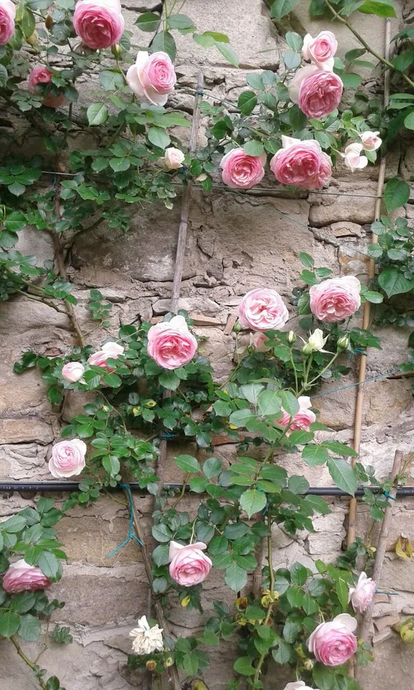 Pink_Climbing_Rose_Plant