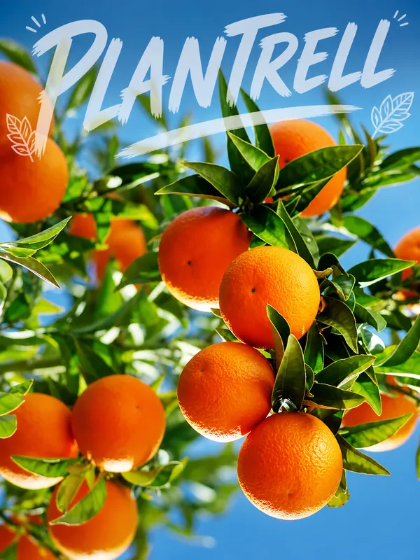 Chinese_Orange_Plant