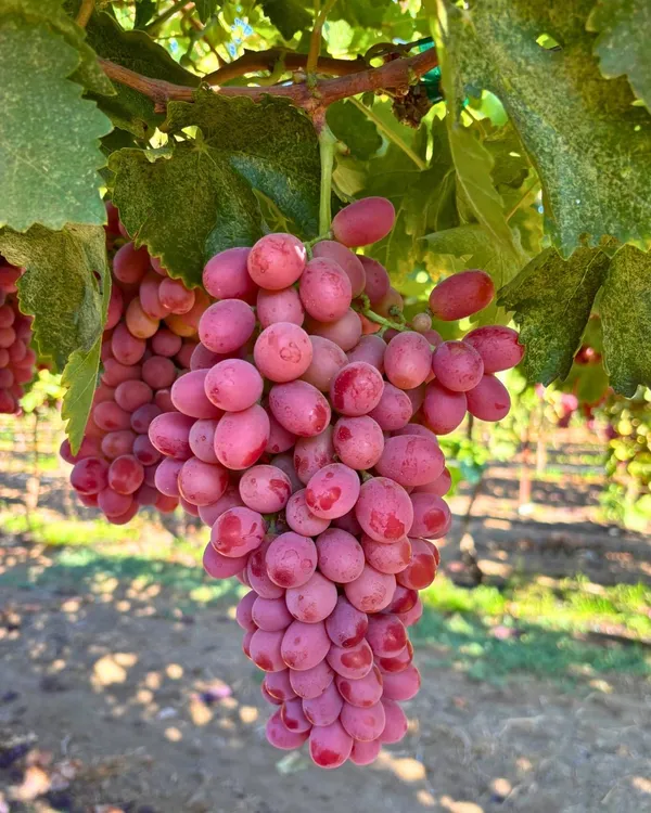 Pink_Grape_Plant_Refers_To_Grapevines_That_Produce_Pink_Skinned_Grapes_With_Popular_Varieties_Like_Pink_Iona_Rhea_Seedless