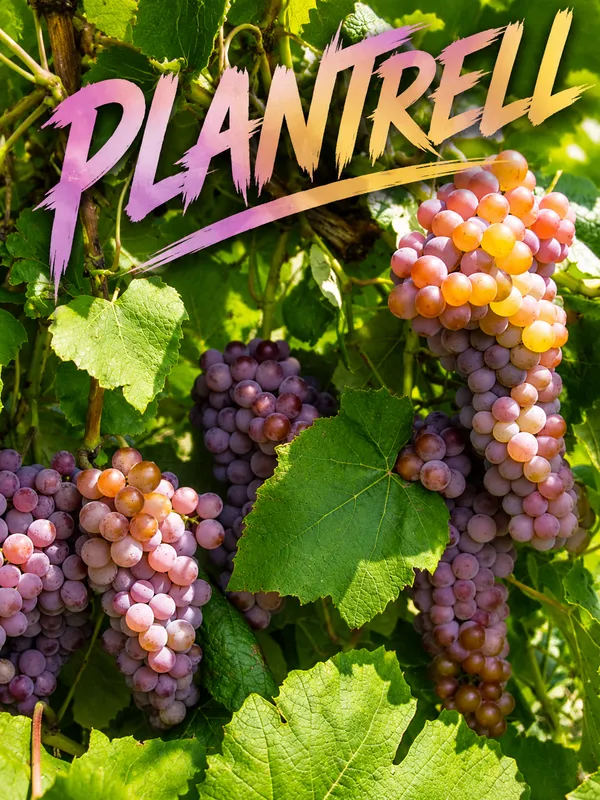 Pink_Grape_Plant_Refers_To_Grapevines_That_Produce_Pink_Skinned_Grapes_With_Popular_Varieties_Like_Pink_Iona_Rhea_Seedless