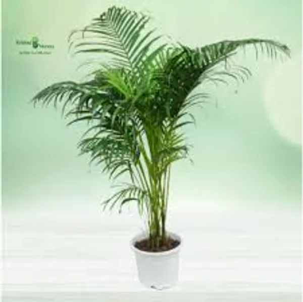Areca_Palm_Plant_Live_Indoor_Air_Purifying_Palm_Low_Maintenance_Decorative_Plant