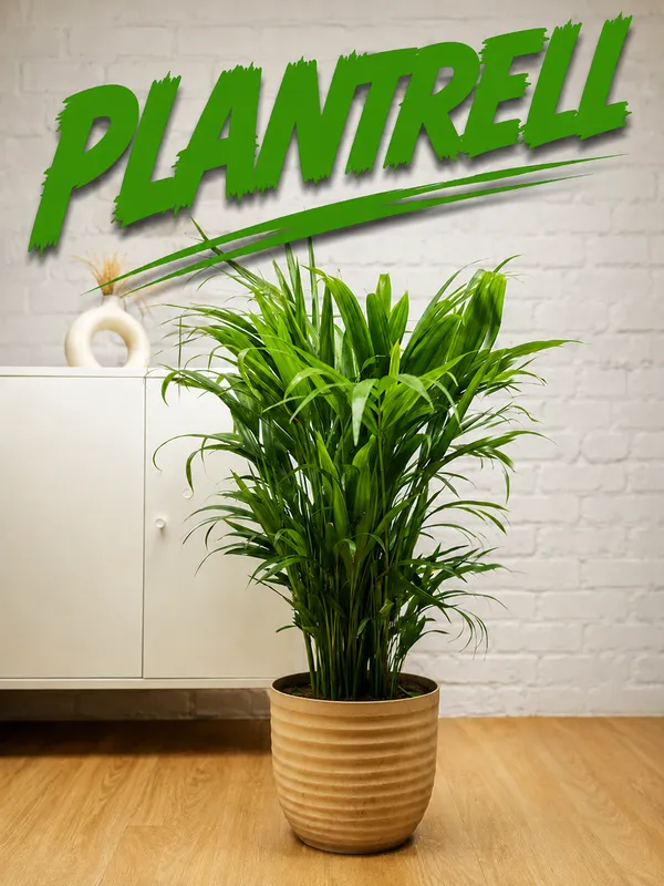Areca_Palm_Plant_Live_Indoor_Air_Purifying_Palm_Low_Maintenance_Decorative_Plant