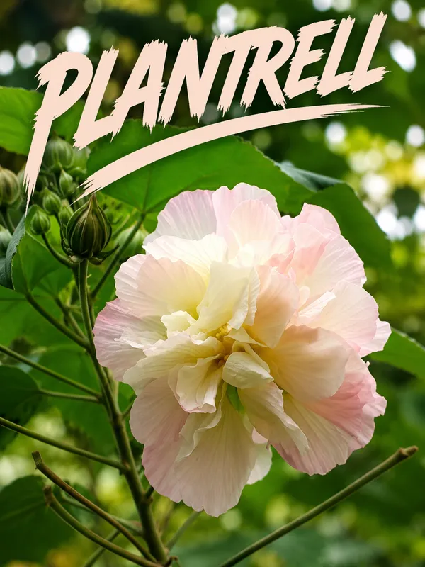Rare_Elephant_Ear_Hibiscus_Live_Flowering_Plant_(Light_Pink_&_White_Blooms)