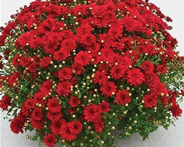 Red_Chandramallika_Live_Flower_Plant_|_Red_Chrysanthemum_Plant