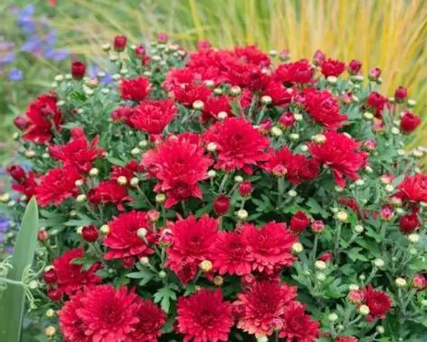 Red_Chandramallika_Live_Flower_Plant_|_Red_Chrysanthemum_Plant