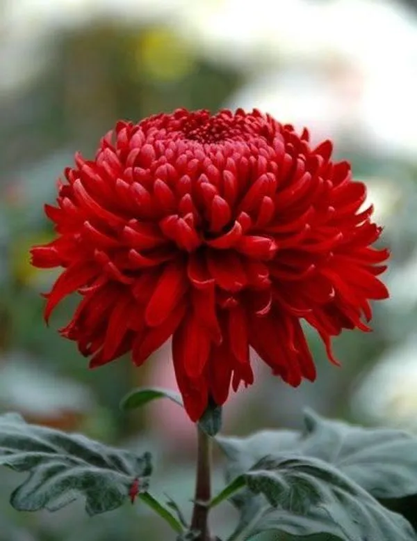 Red_Chandramallika_Live_Flower_Plant_|_Red_Chrysanthemum_Plant