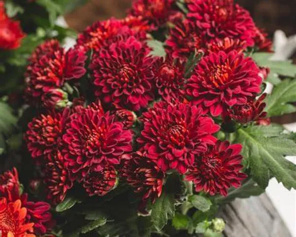 Red_Chandramallika_Live_Flower_Plant_|_Red_Chrysanthemum_Plant