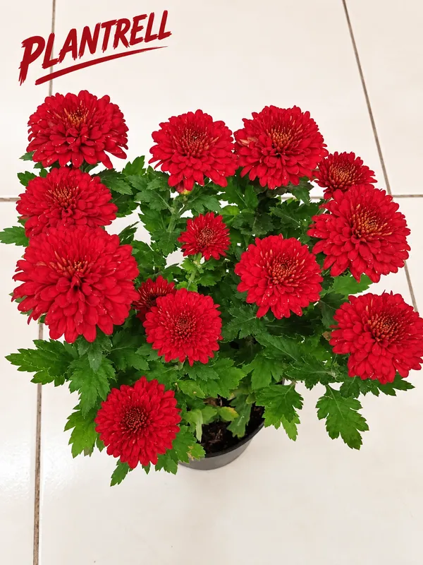 Red_Chandramallika_Live_Flower_Plant_|_Red_Chrysanthemum_Plant