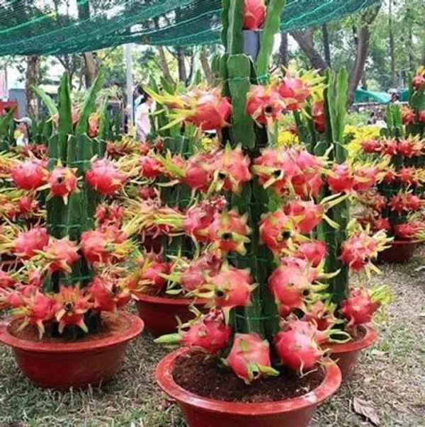 Red_Dragon_Fruit_Live_Plant_|_Red_Dragon_Fruit_Plant_|_Exotic_Fruit_Plant_for_Pot,_Terrace_&_Home_Garden