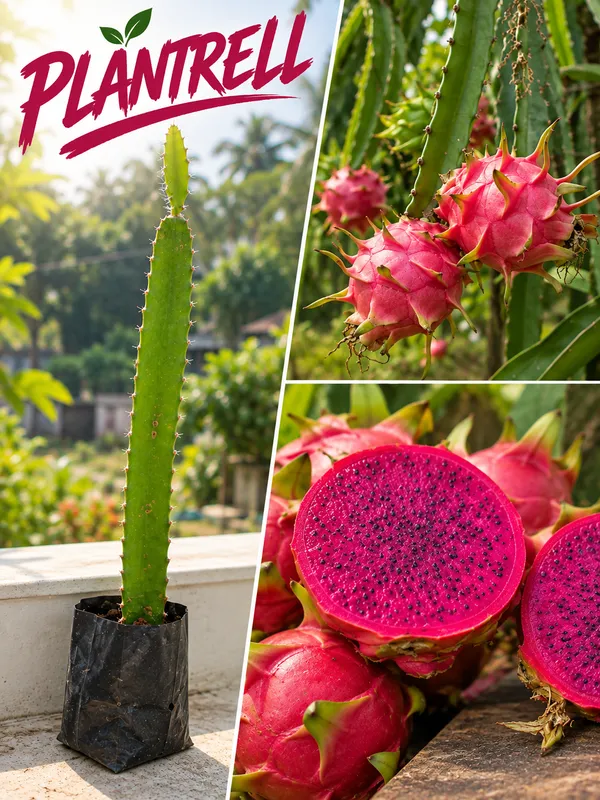 Red_Dragon_Fruit_Live_Plant_|_Red_Dragon_Fruit_Plant_|_Exotic_Fruit_Plant_for_Pot,_Terrace_&_Home_Garden
