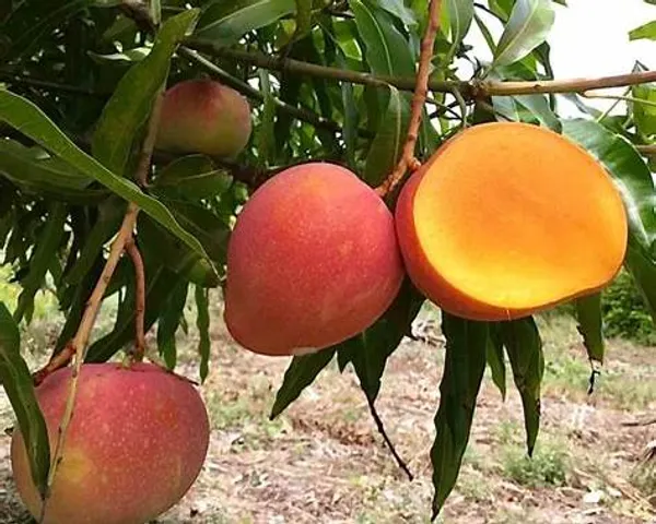 Red_Palmer_Grafted_Mango_Plant_|_Premium_Red-Blush_Mango