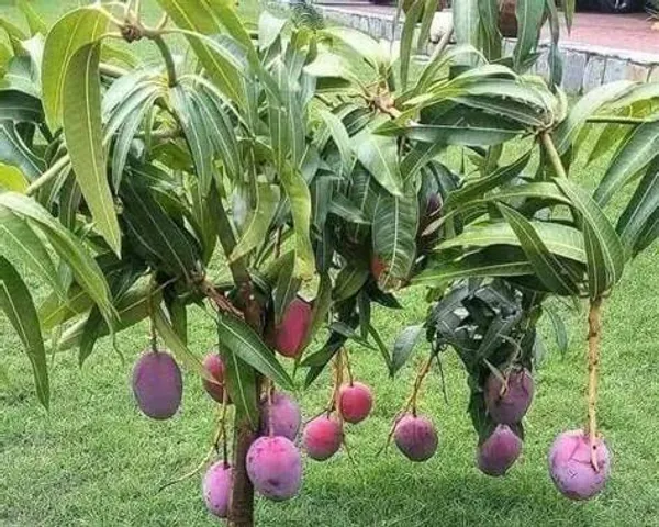 Red_Palmer_Grafted_Mango_Plant_|_Premium_Red-Blush_Mango