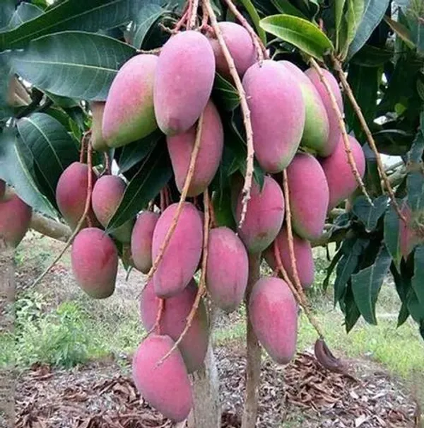 Red_Palmer_Grafted_Mango_Plant_|_Premium_Red-Blush_Mango