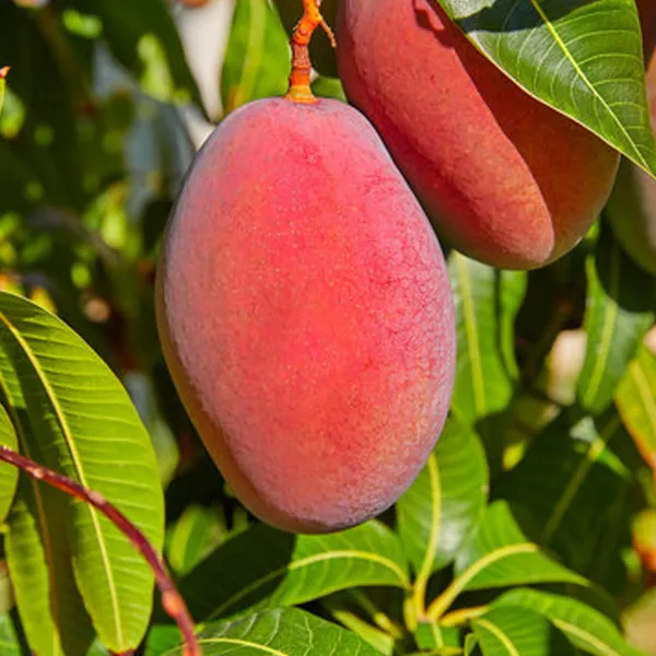 Red_Palmer_Grafted_Mango_Plant_|_Premium_Red-Blush_Mango