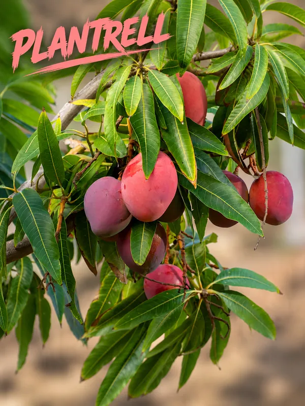 Red_Palmer_Grafted_Mango_Plant_|_Premium_Red-Blush_Mango