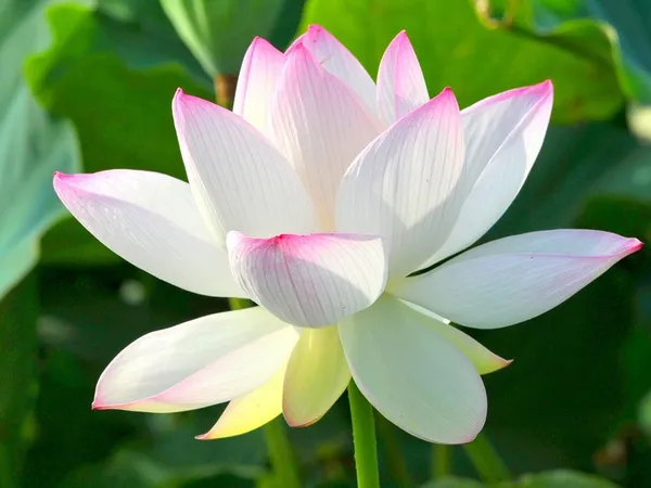 Red_&_White_Lotus_Combo_Tuber_|_Premium_Aquatic_Flower_Plants