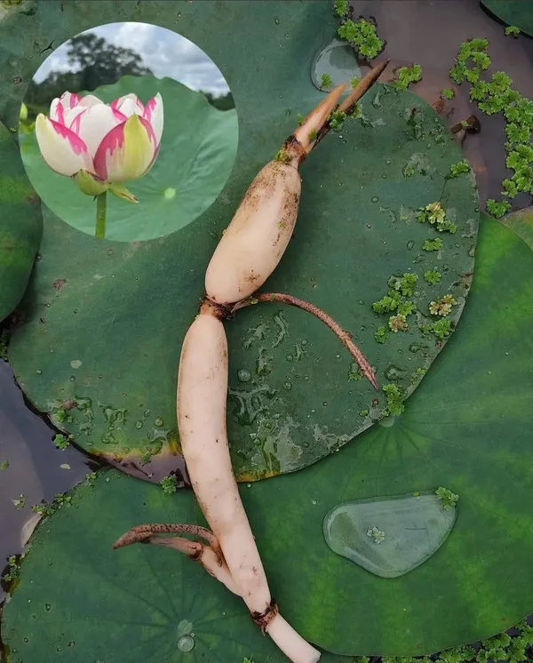 Red_&_White_Lotus_Combo_Tuber_|_Premium_Aquatic_Flower_Plants