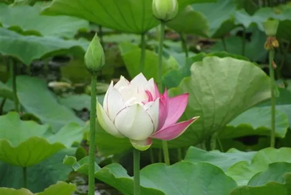 Red_&_White_Lotus_Combo_Tuber_|_Premium_Aquatic_Flower_Plants