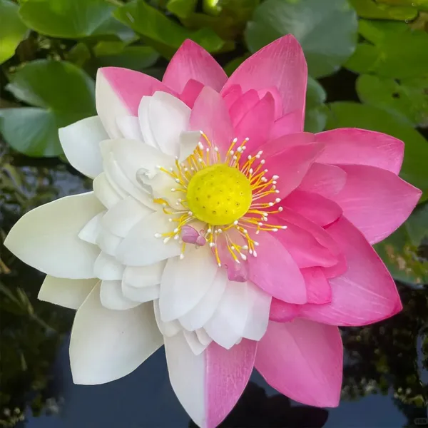 Red_&_White_Lotus_Combo_Tuber_|_Premium_Aquatic_Flower_Plants