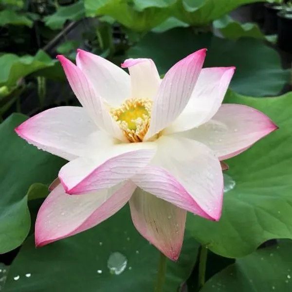 Red_&_White_Lotus_Combo_Tuber_|_Premium_Aquatic_Flower_Plants