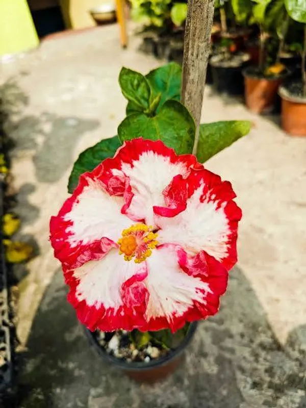 Red_&_White_Variegated_Hibiscus_Flower_Plant_|_Premium_Gudhal_/_Joba_Live_Plant