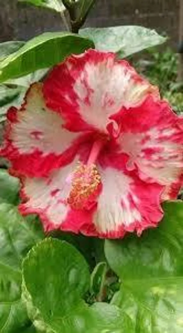 Red_&_White_Variegated_Hibiscus_Flower_Plant_|_Premium_Gudhal_/_Joba_Live_Plant