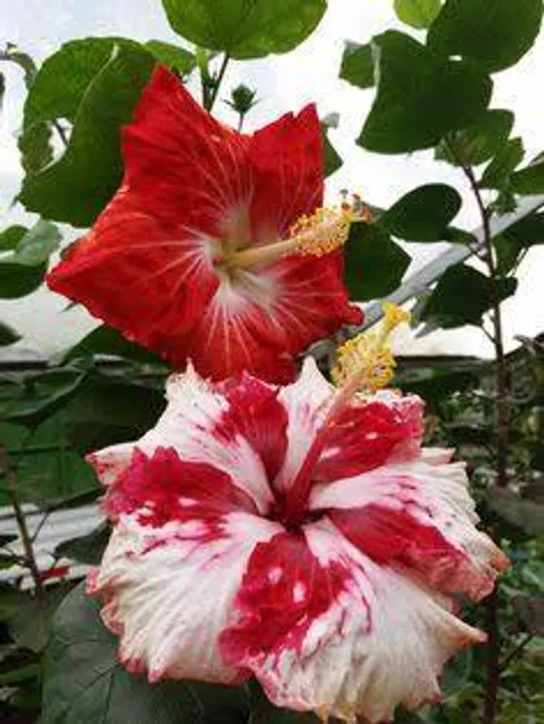 Red_&_White_Variegated_Hibiscus_Flower_Plant_|_Premium_Gudhal_/_Joba_Live_Plant