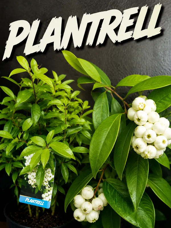 Cat_Eye_Fruit_Plant_Syzygium_Zeylanicum_Hybrid_Cat_Fruit