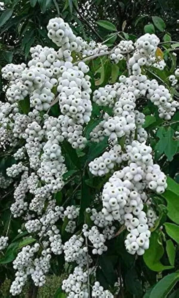 Cat_Eye_Fruit_Plant_Syzygium_Zeylanicum_Hybrid_Cat_Fruit