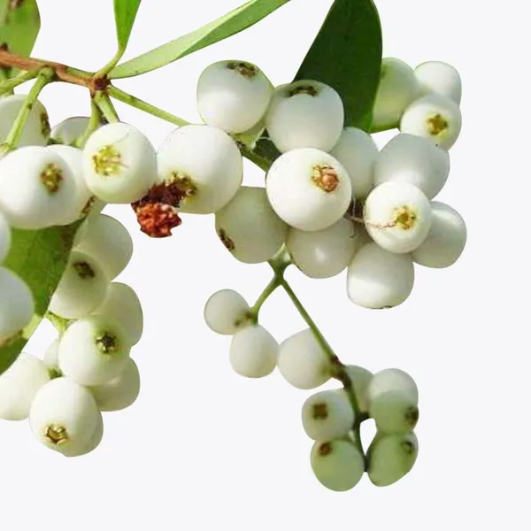 Cat_Eye_Fruit_Plant_Syzygium_Zeylanicum_Hybrid_Cat_Fruit