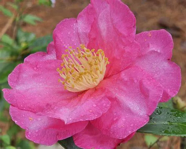 Sasanqua_Hiryu_Camellia_Plant_|_Deep_Pink_Rose-Form_Blooms