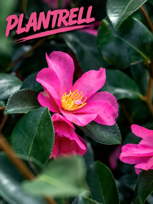Sasanqua_Hiryu_Camellia_Plant_|_Deep_Pink_Rose-Form_Blooms