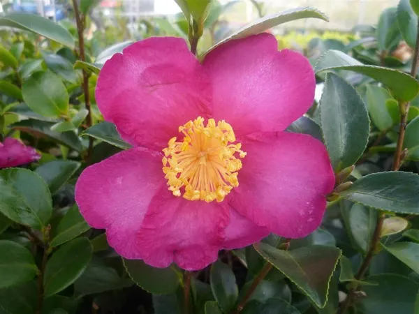 Sasanqua_Hiryu_Camellia_Plant_|_Deep_Pink_Rose-Form_Blooms
