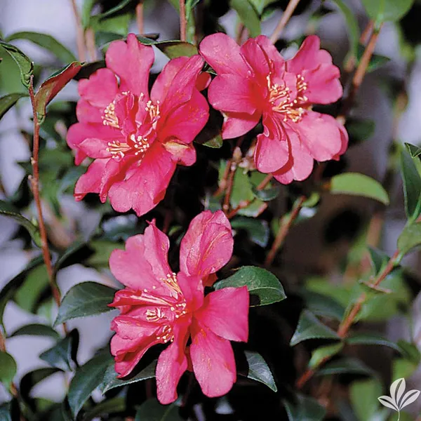 Sasanqua_Hiryu_Camellia_Plant_|_Deep_Pink_Rose-Form_Blooms