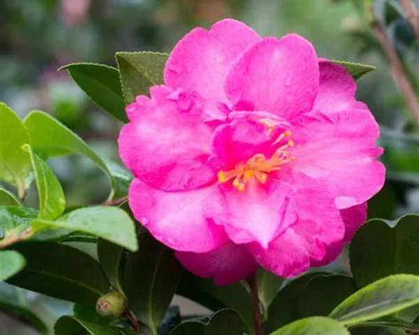 Sasanqua_Hiryu_Camellia_Plant_|_Deep_Pink_Rose-Form_Blooms