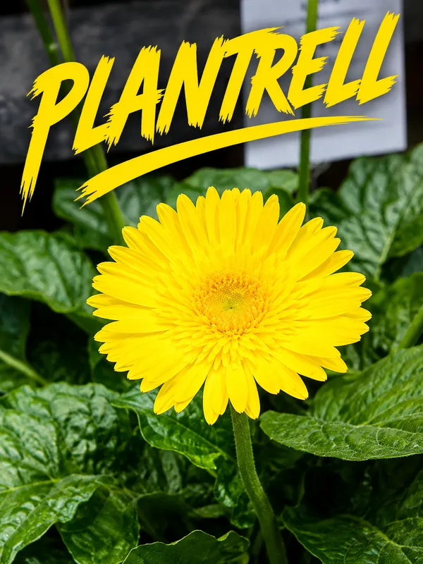 Sunny_Yellow_Gerbera_Plant_Cheerful_Blooming_Beauty