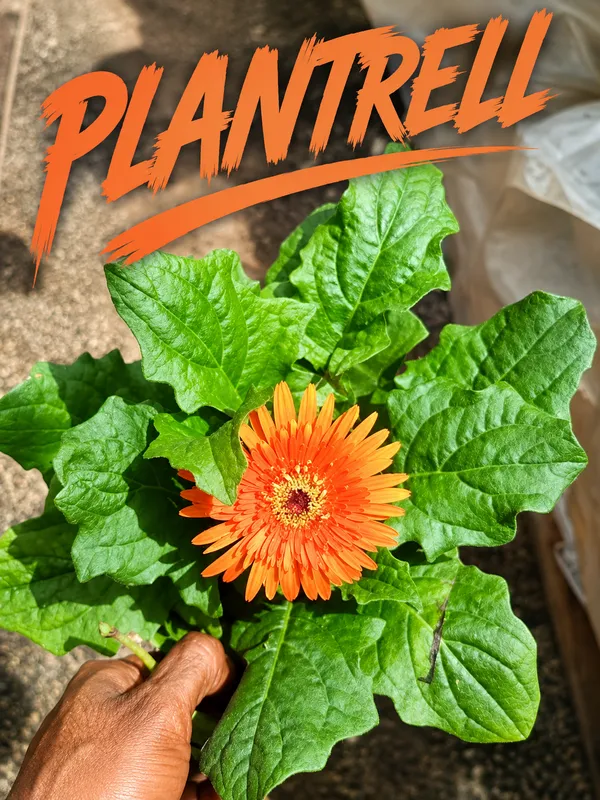Sunset_Orange_Gerbera_Plant_Vibrant_Blooming_Beauty