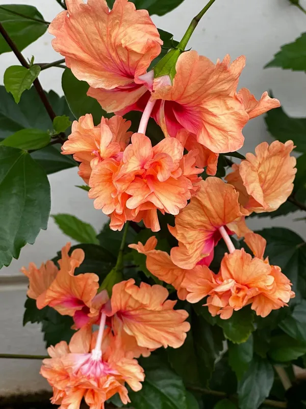 Double_Petal_Hibiscus