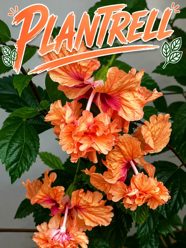 Double_Petal_Hibiscus