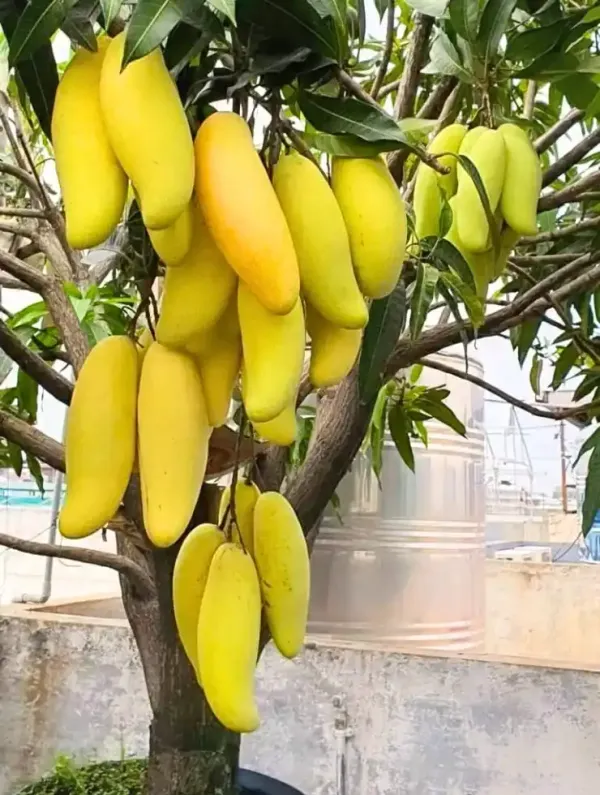 Thai_Banana_Grafted_Mango_Plant_|_Sweet_&_Fibreless_Mango_Variety