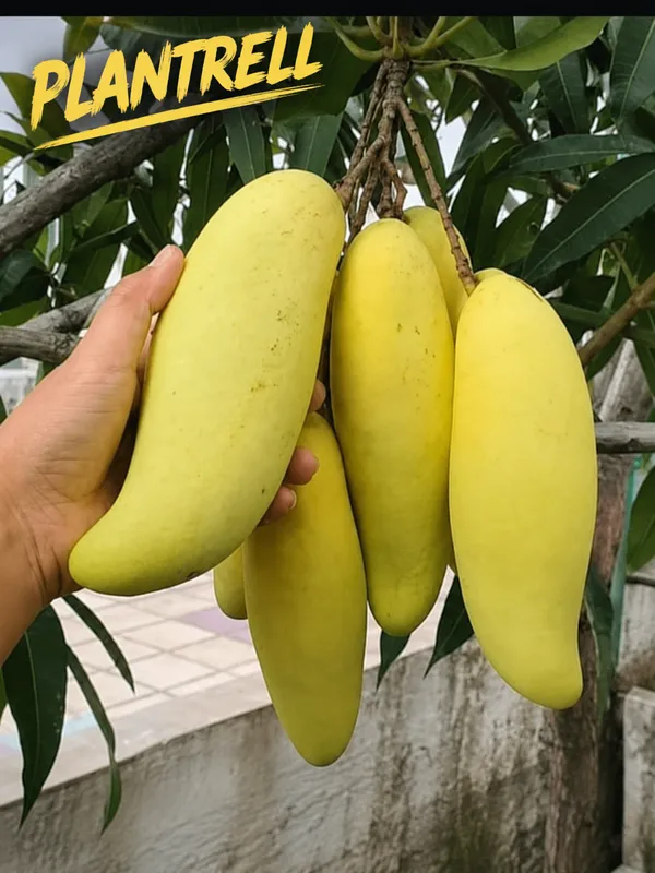 Thai_Banana_Grafted_Mango_Plant_|_Sweet_&_Fibreless_Mango_Variety