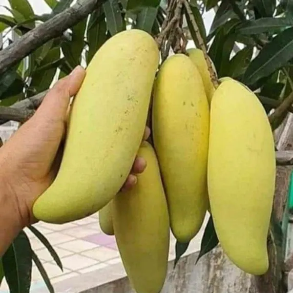 Thai_Banana_Grafted_Mango_Plant_|_Sweet_&_Fibreless_Mango_Variety