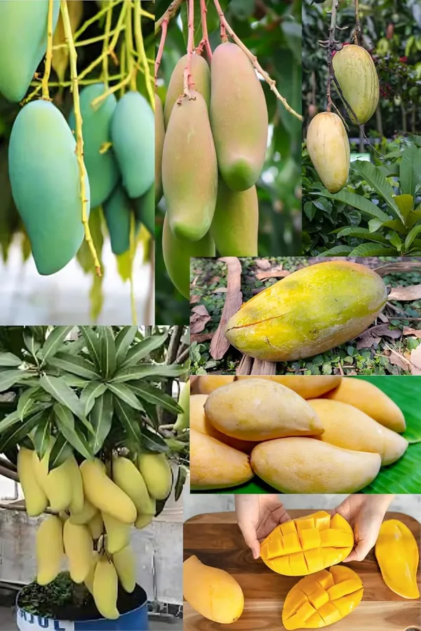 Thai_Banana_Grafted_Mango_Plant_|_Sweet_&_Fibreless_Mango_Variety