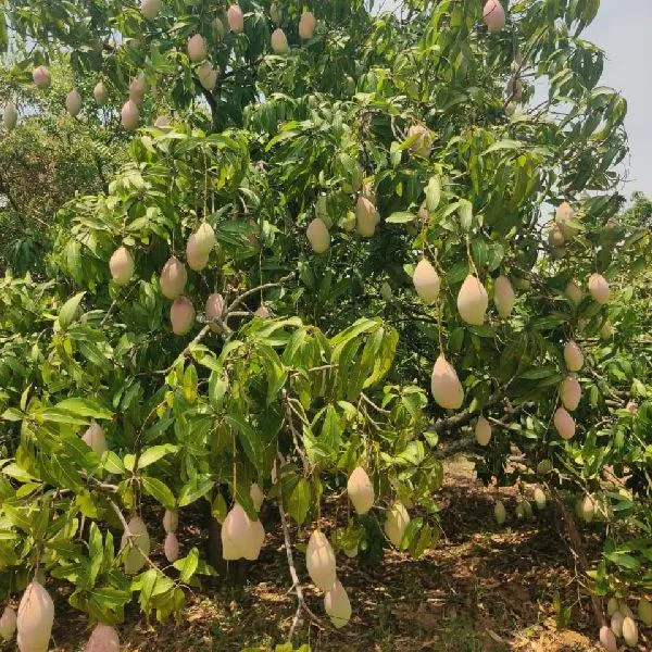 Totapuri_Grafted_Mango_Plant_|_Classic_South_Indian_Mango