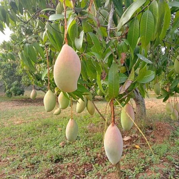 Totapuri_Grafted_Mango_Plant_|_Classic_South_Indian_Mango