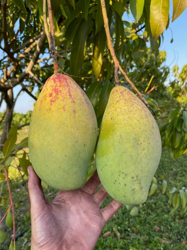 Totapuri_Grafted_Mango_Plant_|_Classic_South_Indian_Mango