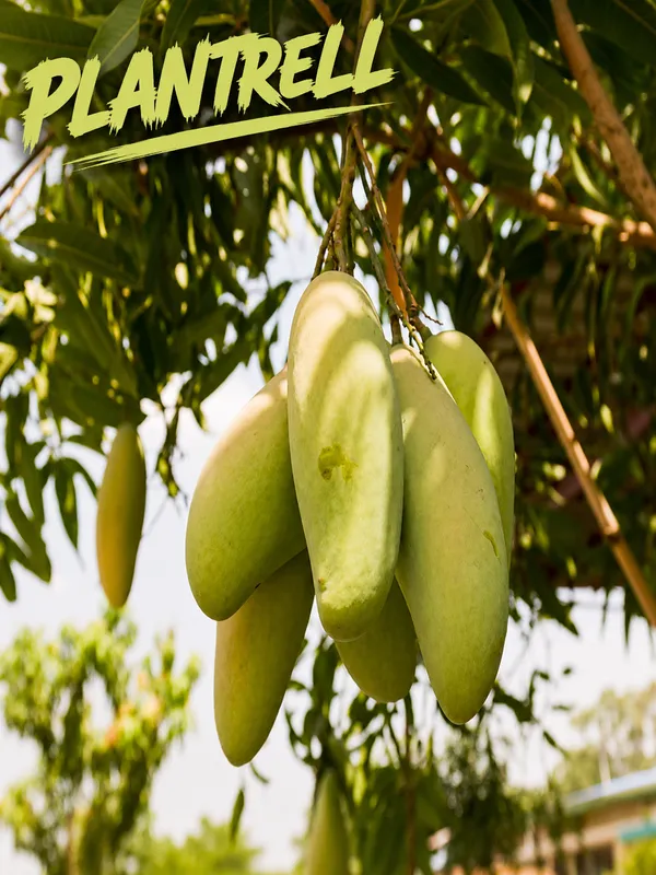 Totapuri_Grafted_Mango_Plant_|_Classic_South_Indian_Mango